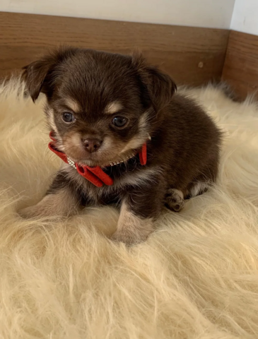 Chihuahua-Welpen suchen ein neues Zuhause.