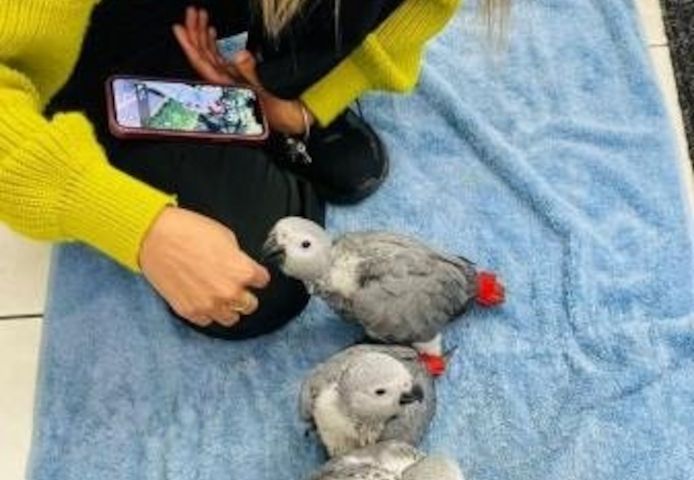 Graupapageien zur Adoption.