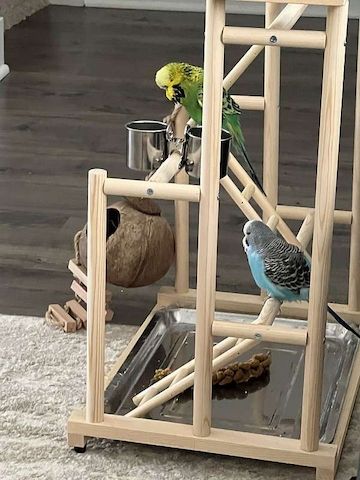 Zwei männliche englische Wellensittich-Babys suchen ein neues Zuhause.