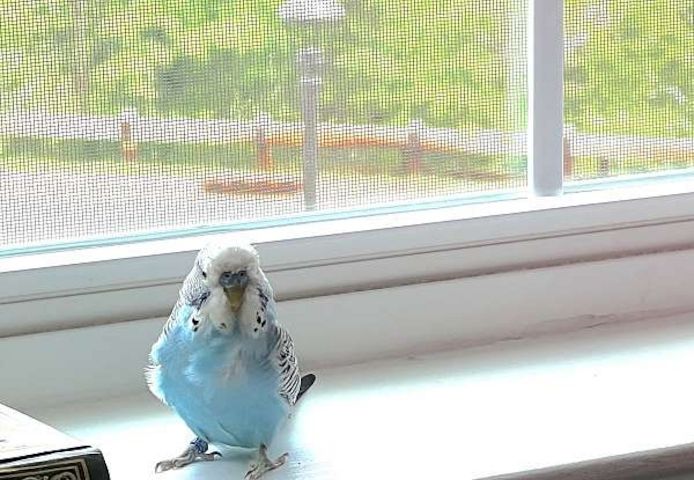 Zwei männliche englische Wellensittich-Babys suchen ein neues Zuhause.