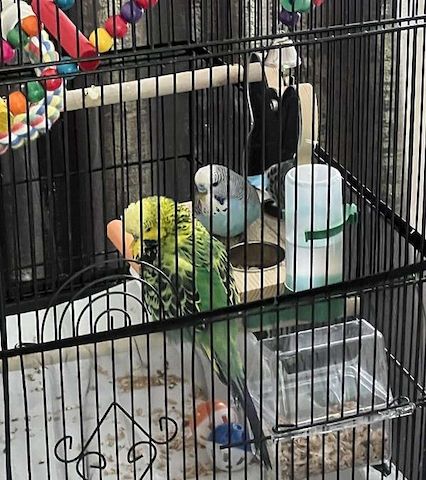 Zwei männliche englische Wellensittich-Babys suchen ein neues Zuhause.