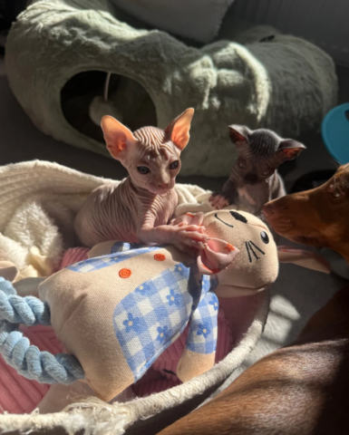Sphynx-Kätzchen suchen ein neues Zuhause.