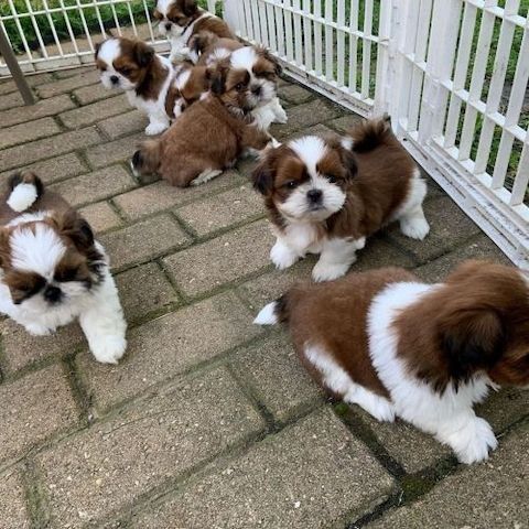Shih-Tzu-Welpen suchen ein neues Zuhause.