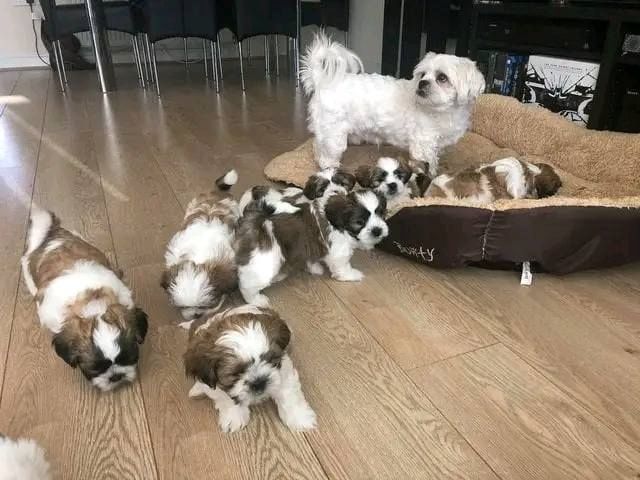 Shih-Tzu-Welpen suchen ein neues Zuhause.