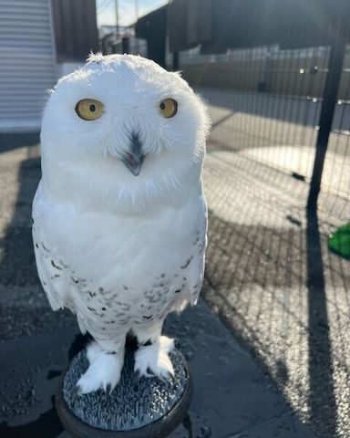 Eulen zur Adoption.