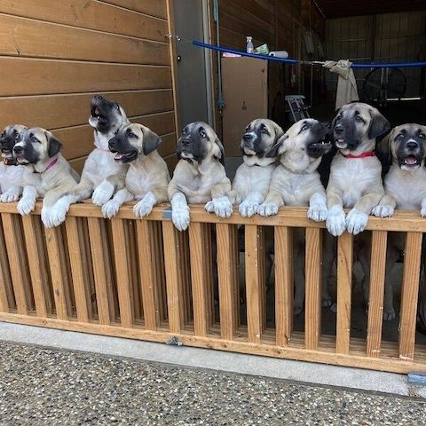 Kangal-Welpen suchen ein neues Zuhause.