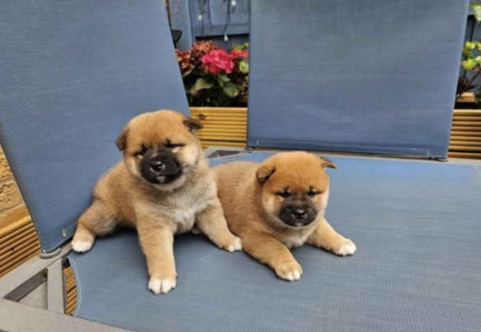 Shiba-Inu-Welpen suchen ein neues Zuhause.