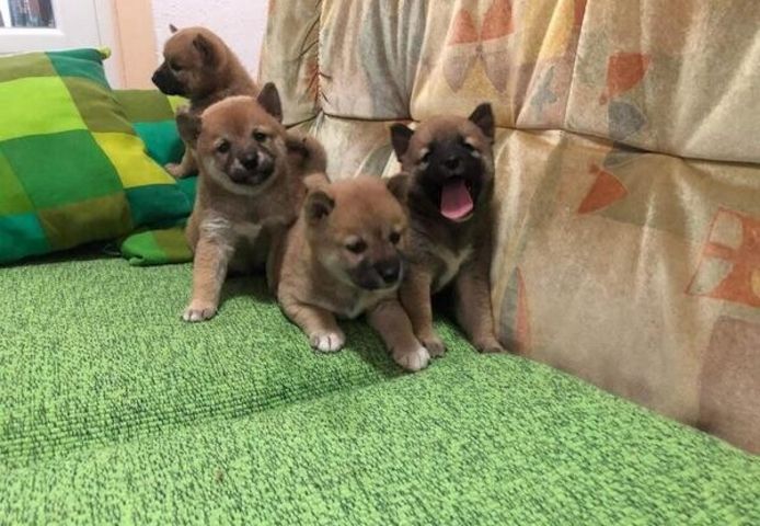 Shiba-Inu-Welpen suchen ein neues Zuhause.