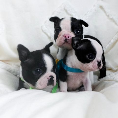 Boston Terrier Welpen abzugeben.