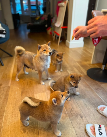 Shiba-Inu-Welpen suchen ein neues Zuhause.