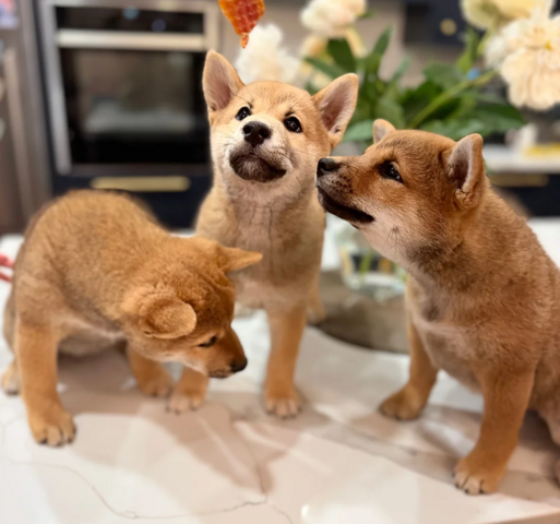Shiba-Inu-Welpen suchen ein neues Zuhause.