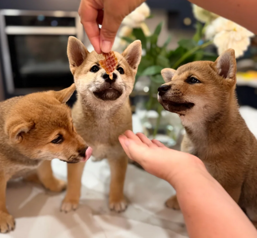 Shiba-Inu-Welpen suchen ein neues Zuhause.