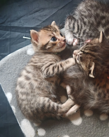 Bengalkätzchen zur Adoption.