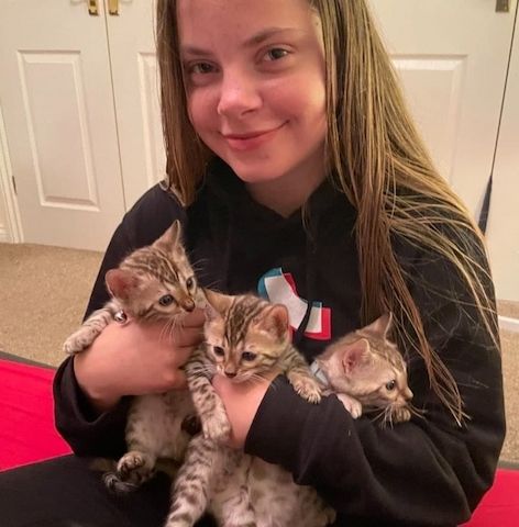 Bengalkätzchen zur Adoption.