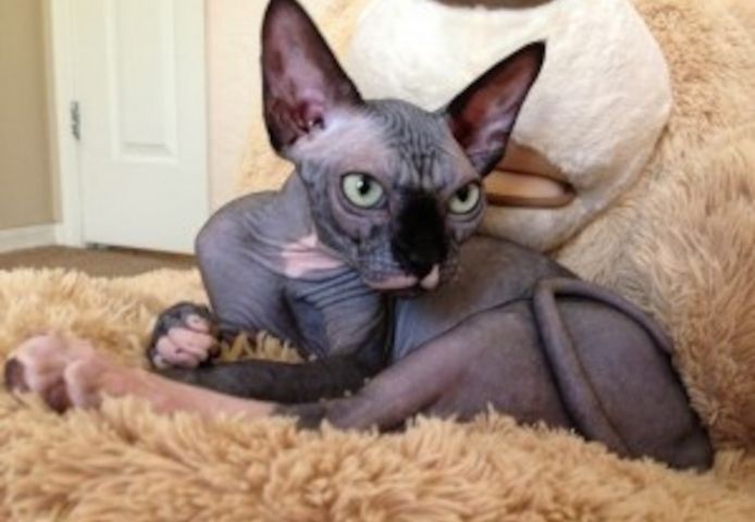 Wunderschönes weibliches Sphynx-Kätzchen „Viola“ – bereit für den Umzug