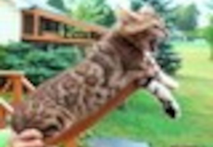 Hochwertige Bengal-Kätzchen (männlich & weiblich) abgabebereit.