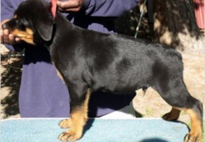 Bezaubernde Rottweiler-Welpen suchen ein neues Zuhause