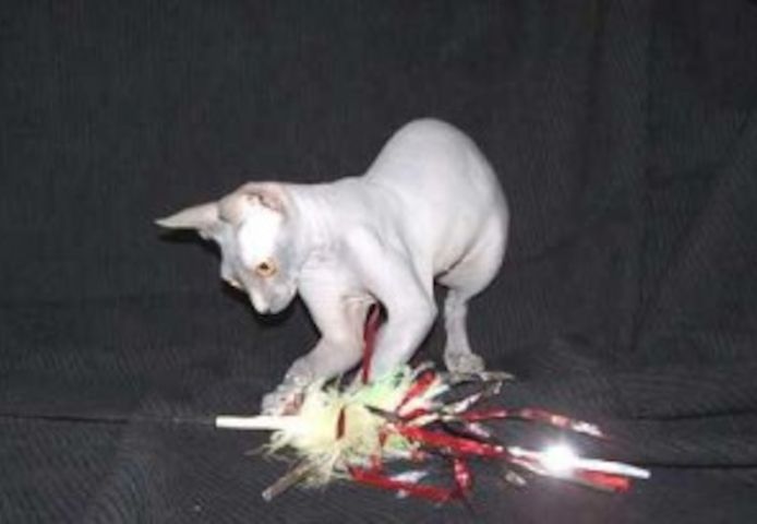 Sphynx-Kätzchen – Tierärztlich untersucht – Gesundheitsgarantie
