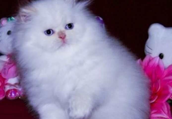 Perser-Kätzchen abzugeben