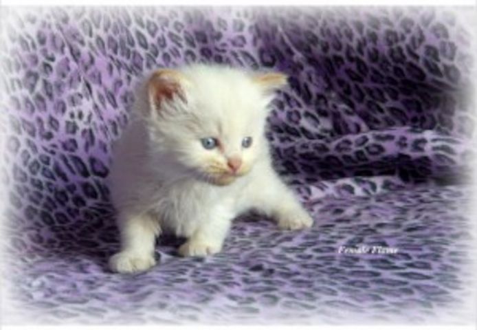 Wunderschöne Ragdoll-Katzen