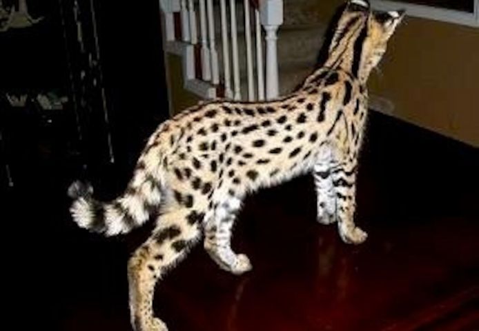 Savannah- und Serval-Kätzchen abzugeben