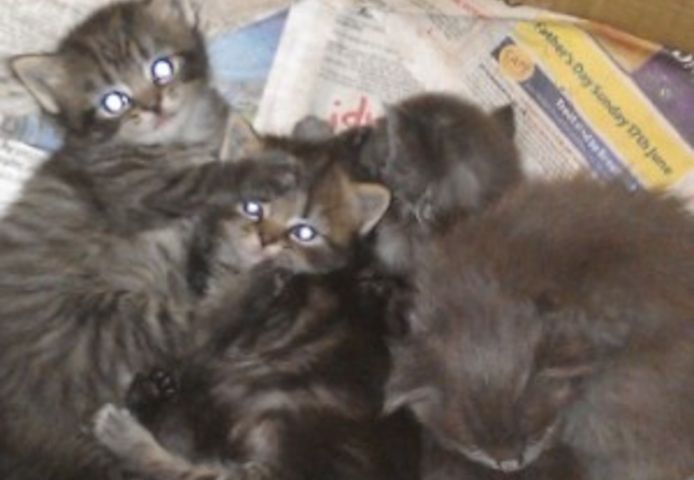 Süße Ragdoll-Kätzchen suchen ein neues Zuhause.