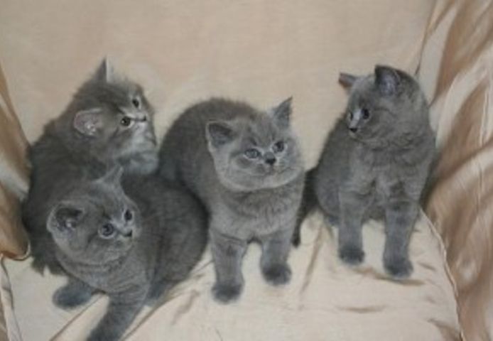 Britisch-Kurzhaar-Katzen suchen ein Zuhause.