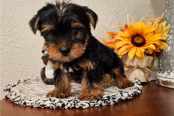 Yorkie-Welpen. WhatsApp: +44 7469 456352