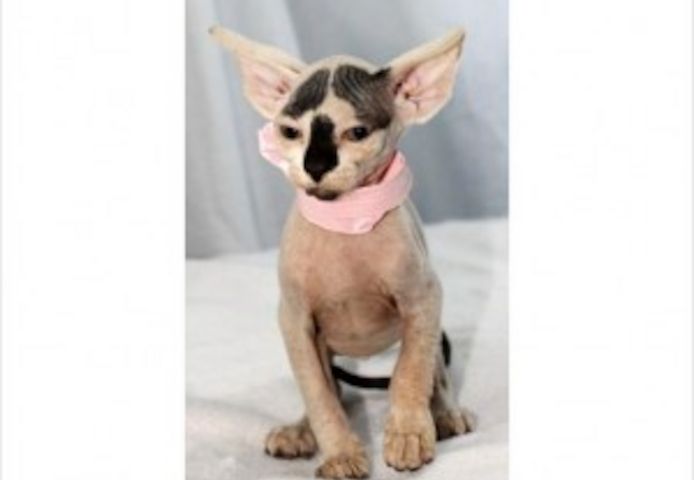 TICA-registrierte Sphynx-Kätzchen suchen ein neues Zuhause