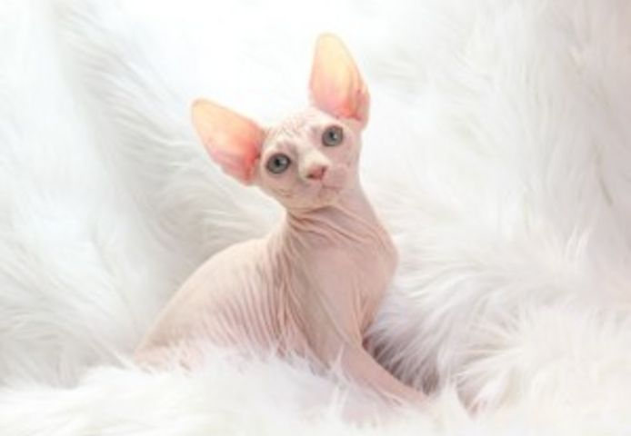 Zwei Bengal-Sphynx-Katzen zu verkaufen