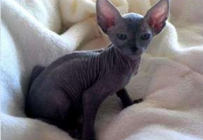 Sphynx-Kätzchen (haarlose Rasse) suchen ein neues Zuhause