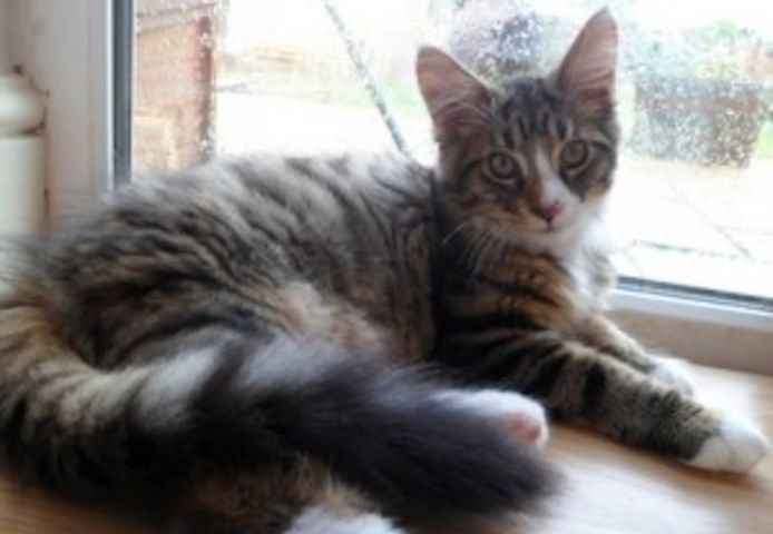 Maine-Coon-Kater (Farbe: Brown Tabby)