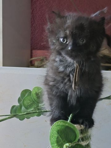 Mainecoon Kätzchen Kitten Katzenbabys