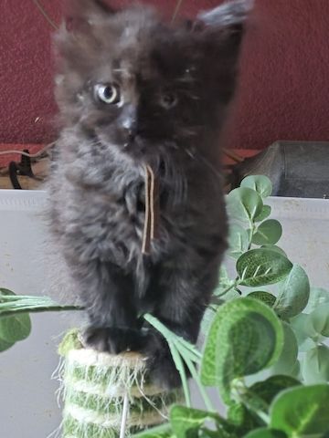 Mainecoon Kätzchen Kitten Katzenbabys