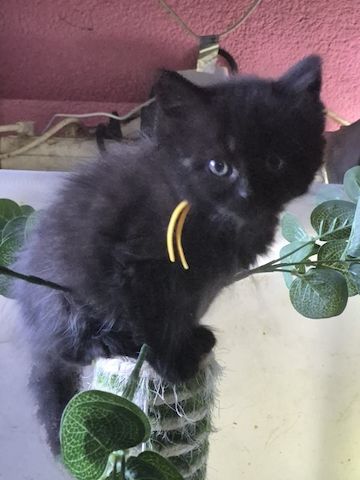 Mainecoon Kätzchen Kitten Katzenbabys