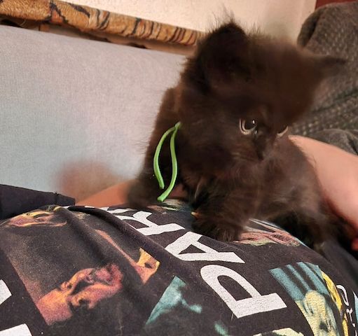 Mainecoon Kätzchen Kitten Katzenbabys