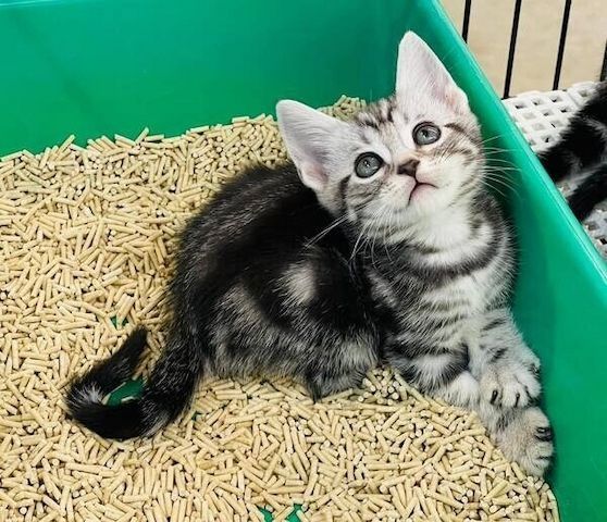 Reinrassige BKH kitten ,