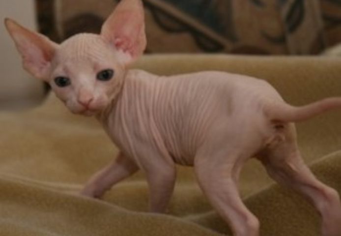 Haarlose Sphynx-Kätzchen