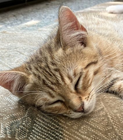 Bengal Mix Kitten Katze