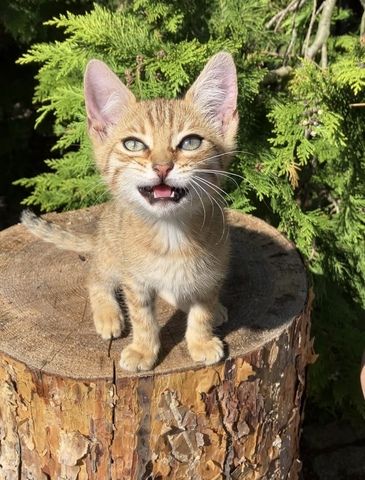 Bengal Mix Kitten Katze