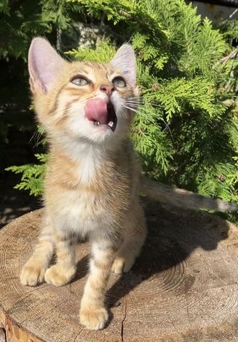 Bengal Mix Kitten Katze
