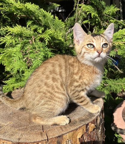 Bengal Mix Kitten Katze