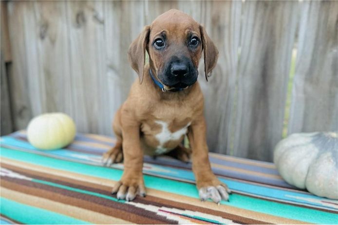 Rhodesian-Ridgeback-Welpen. WhatsApp: +44 7469 456352