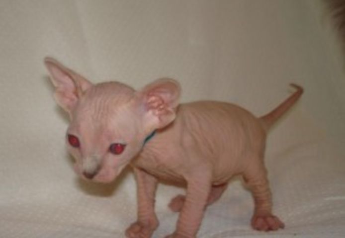 Wunderschönes weibliches TICA-Sphynx-Kätzchen