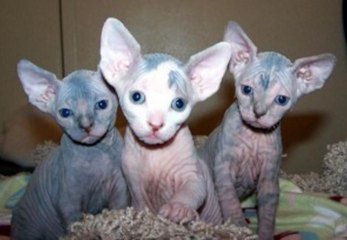 Sphynx-Kätzchen suchen ein neues Zuhause