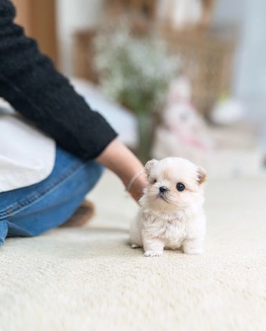 Entzückende Maltipoo-Welpen suchen ein liebevolles Zuhause!