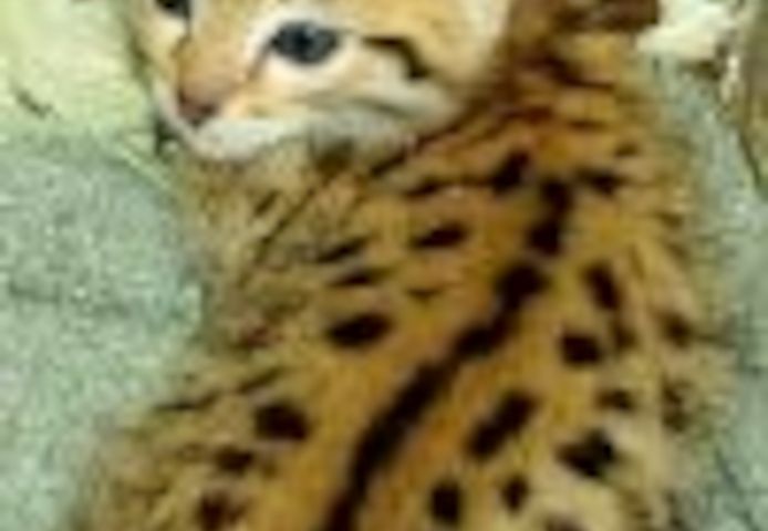 Wunderschöne Savannah-Katze (F2) verfügbar