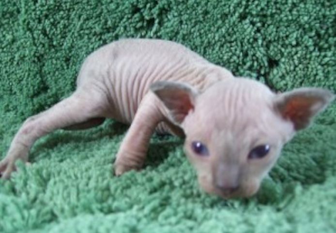 Männliche Sphynx-Katze