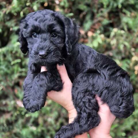 Entzückende Labradoodle-Welpen suchen ein liebevolles Zuhause!