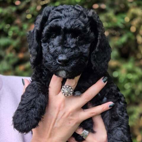 Entzückende Labradoodle-Welpen suchen ein liebevolles Zuhause!